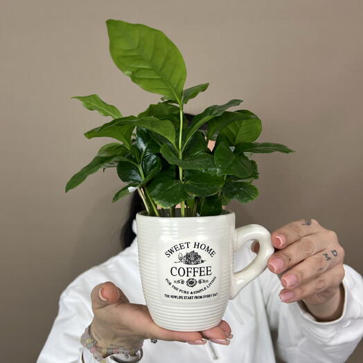 Комнатное растение «кофе арабика» ☕️в керамической кружке 🍀