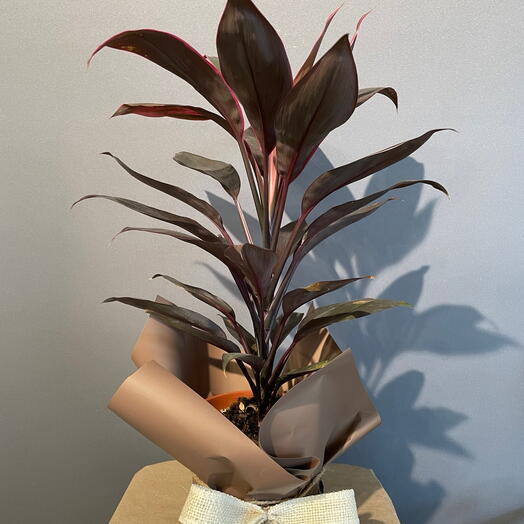 Кордилина (Cordyline)