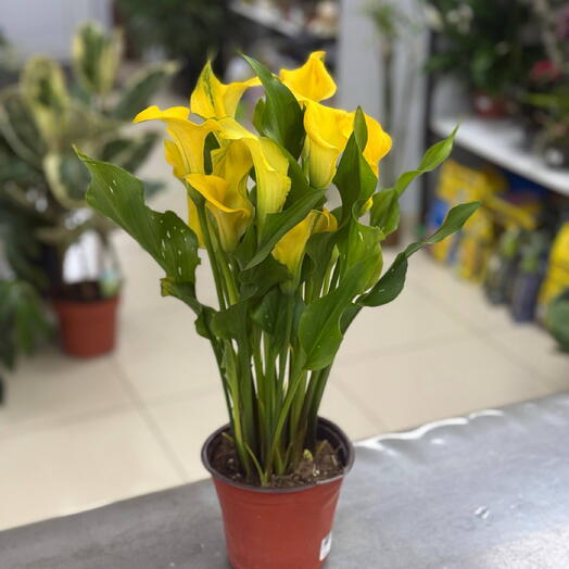 Калла 15/45