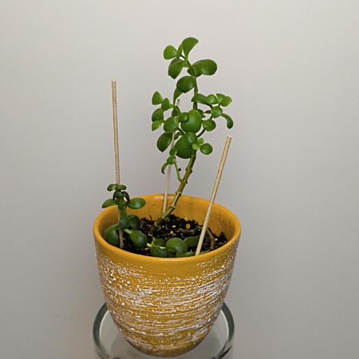 Крассула🌵