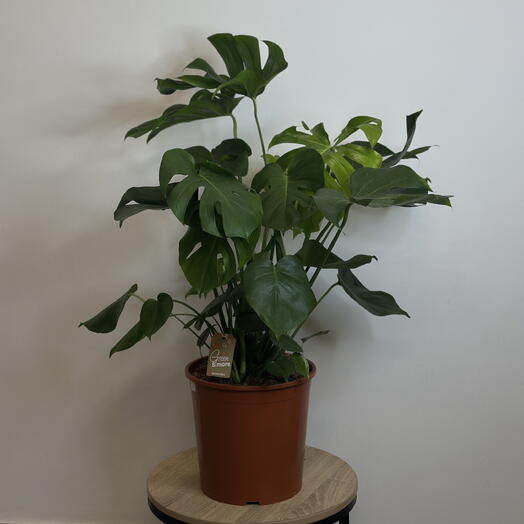 Монстера 🌿