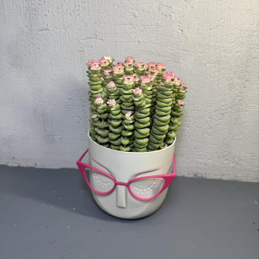 Крассула Перфората Вариегатная (лат. Crassula Perforata Variegata) D11 cm
