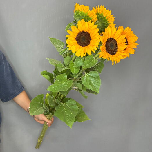 Пачка Подсолнухов Yellow (5 шт)