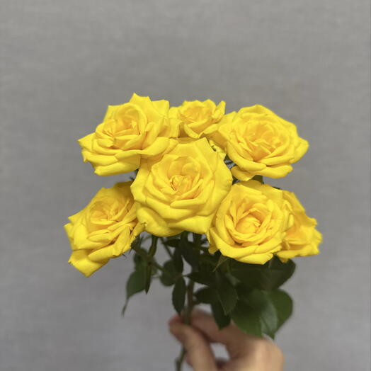 Роза кустовая желтая шайн 💛