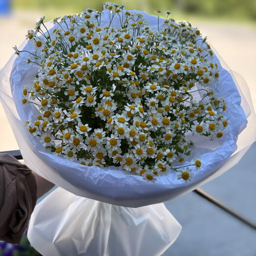 Букет ромашек полевых