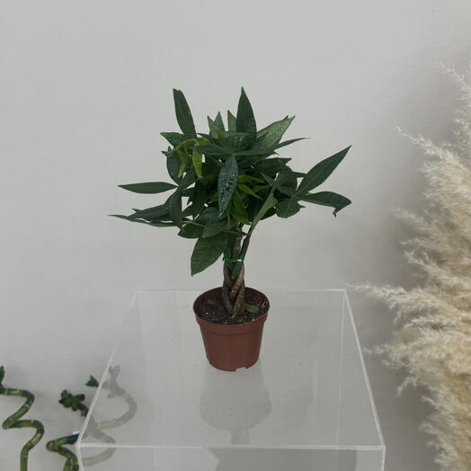 Pachira aquatica spiral 25 cm