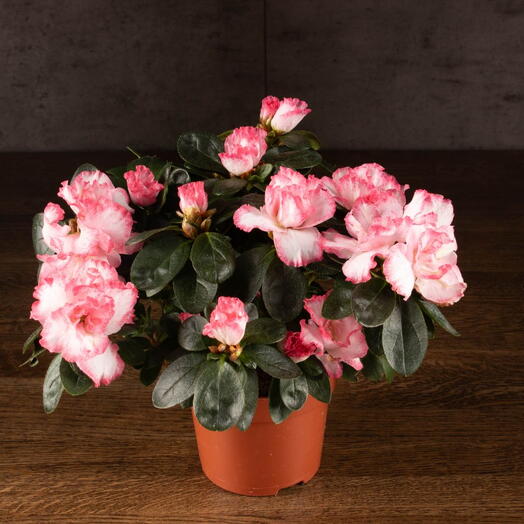 Azalea indica blanco-rosa 30/12