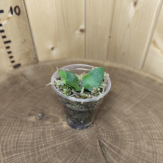 Платицериум Виллинки ОМГ Platycerium Willinckii OMG