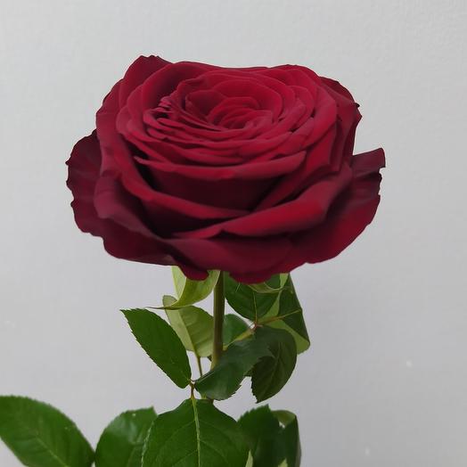 Red Naomi 80cm