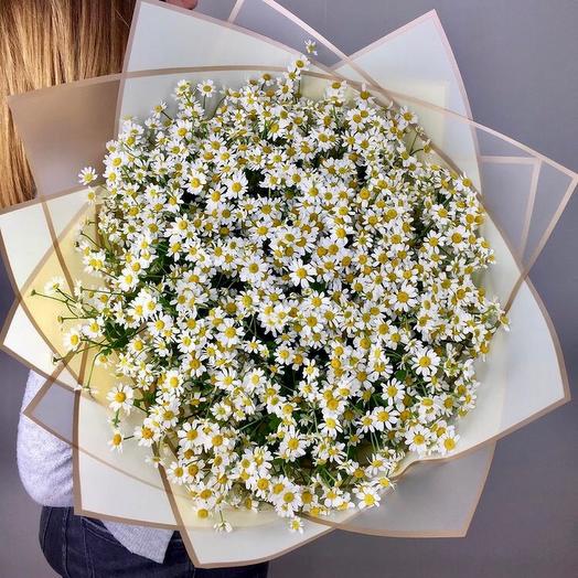 Camomile Cuties