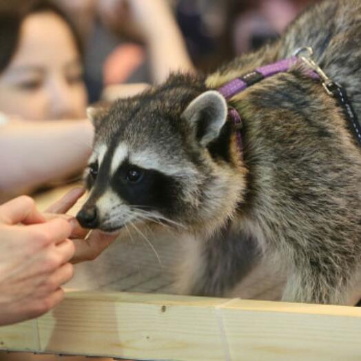 Visit to the contact zoo "On a visit to the Raccoon House"