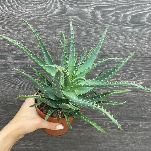 Aloe