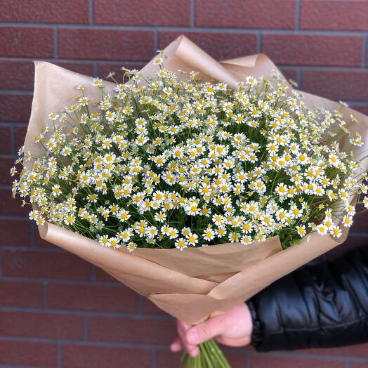 Chamomile Paradise