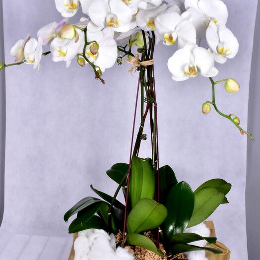 Indoor plant Orchid