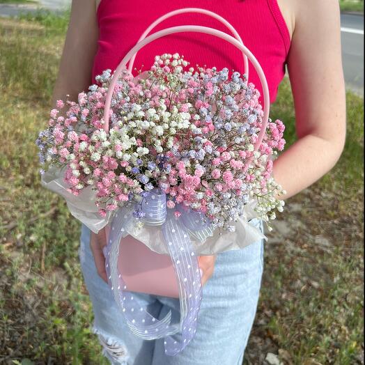 Gypsophila