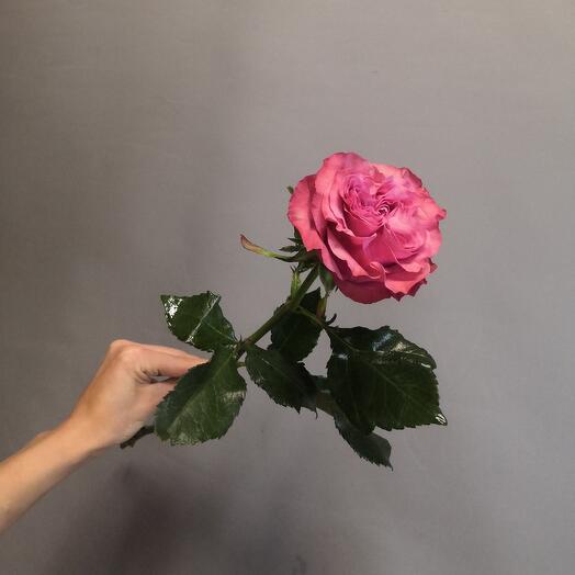Rose Country Blue