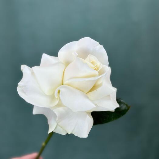 The French Rose
