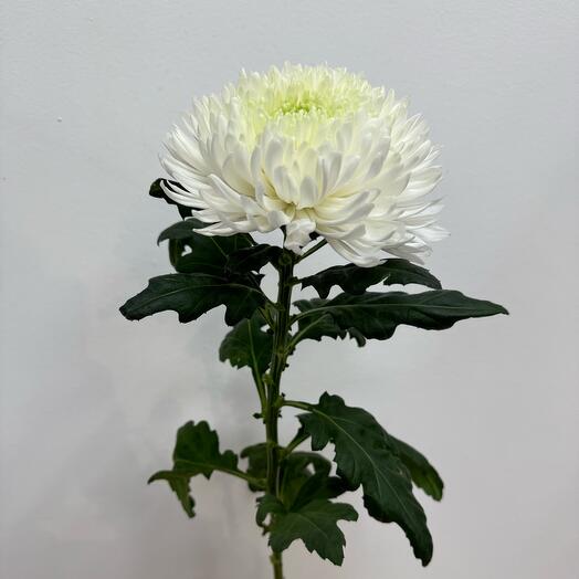 Large-flowered chrysanthemum