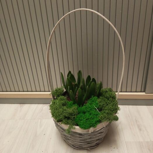 3 гиацинта в серой корзине