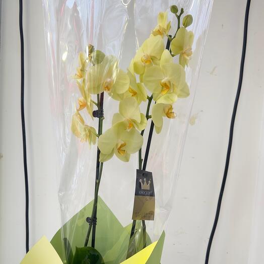 Orchidea орхидея2