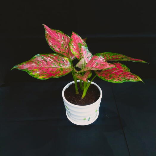 Aglaonema  Pink