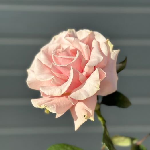 Rosa Francesa Rosa Mondial