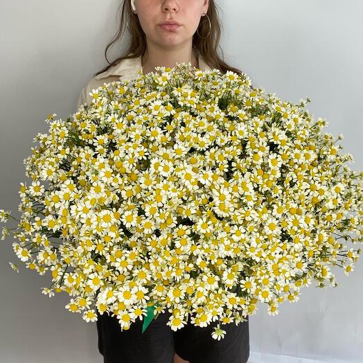 Ромашки