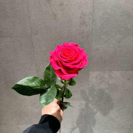 Rosa Pink Floyd