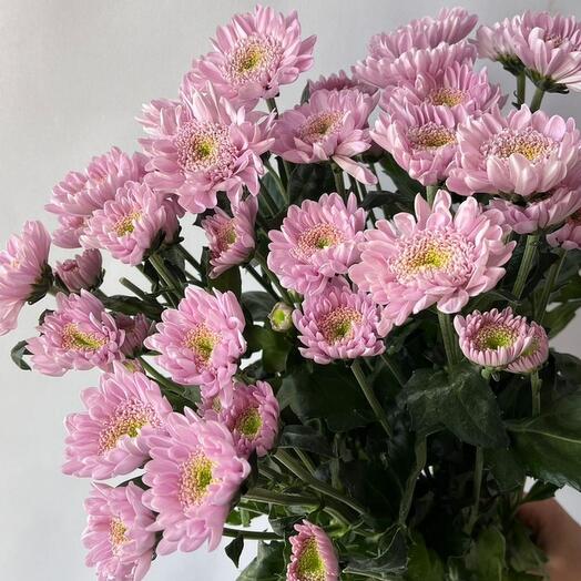 Букет из 5 розовых хризантем