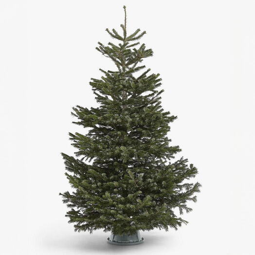 Fresh Christmas tree 6 feet