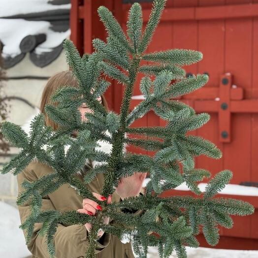 1 Лапа Нобилиса "L"