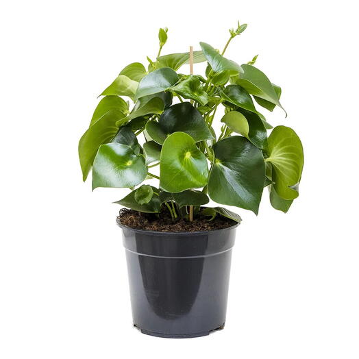 Peperomia Plant (Baby Rubber Plant, Pepper Elder, Radiator Plant, Shining Bush Plant, Emerald Ripper Pepper)- in a ceramic pot