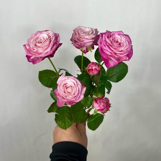 Сиреневая кустовая пионовидная роза сорта Леди Бомбастик