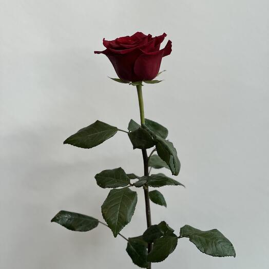 Роза эквадор
