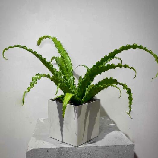 Папоротник Асплениум Антикум Осака