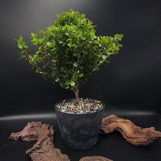 Мирсина Африканская - дерево бонсай в темно-сером кашпо