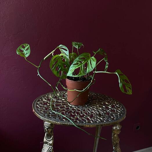Monstera Monkey