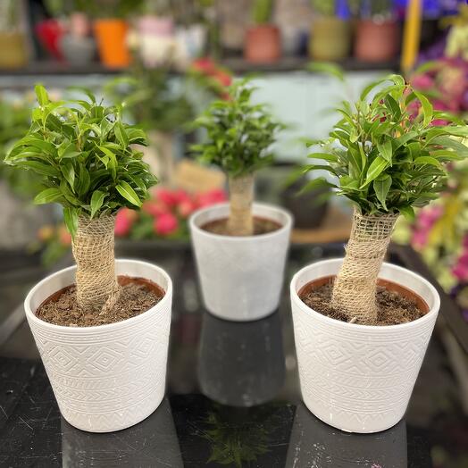 Mini Ficus