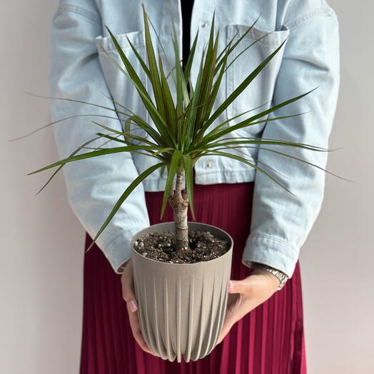 Драцена пересаженная в серое кашпо