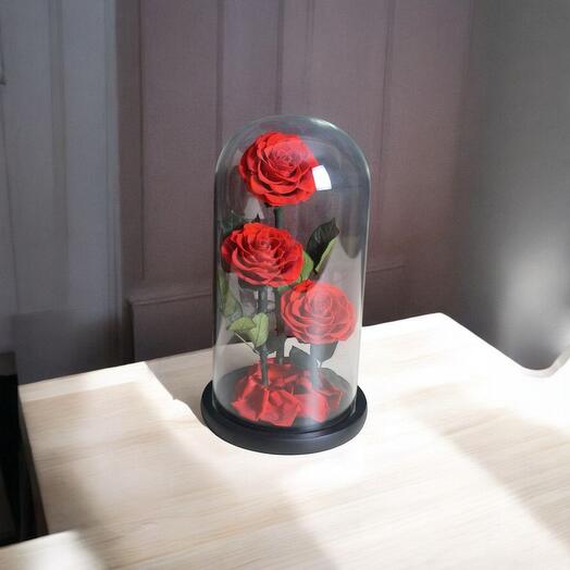 Red Infinity Roses