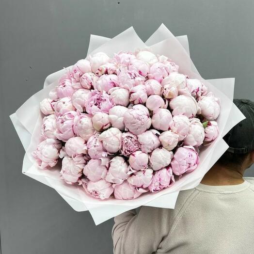 51 пион Сара Бернар peony (0006) 💝