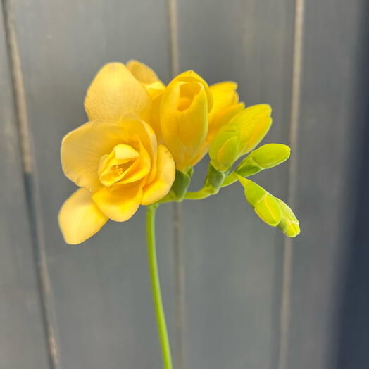 Fresia mix di colori