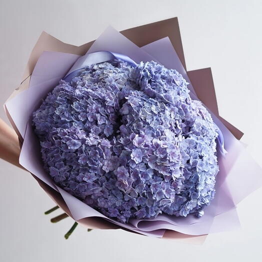 Luxor Hydrangea