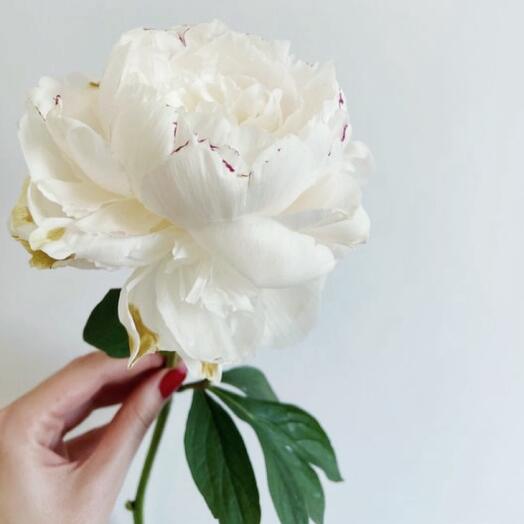 Белые пионы «White champagne»