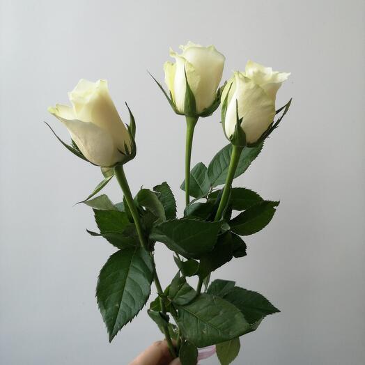 3 белые розы с лентой
