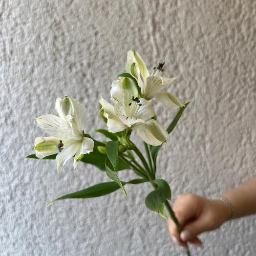 Альстромерия белая