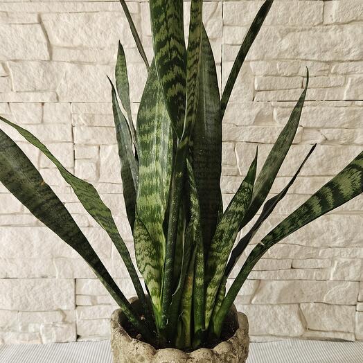 Sansevieria