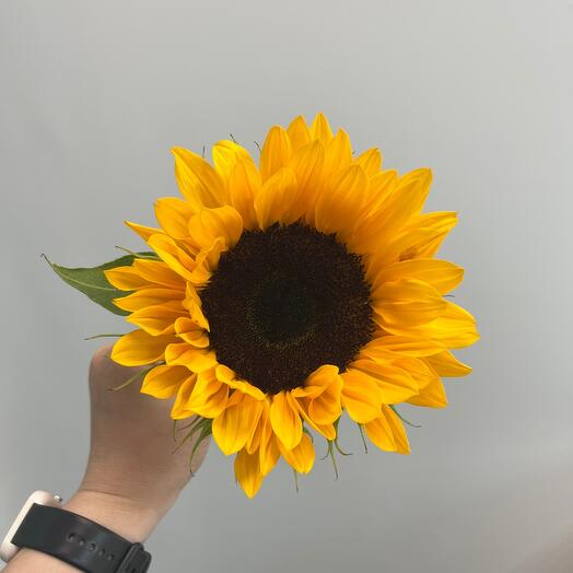 Подсолнух 🌻