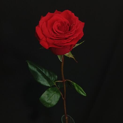 Алая роза🌹