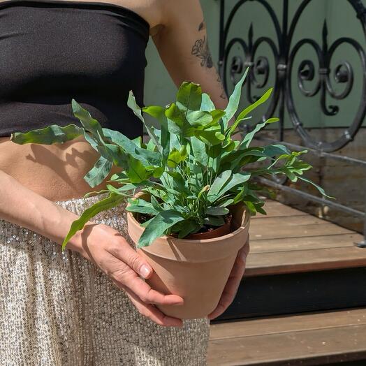 Флебодиум в горшочке